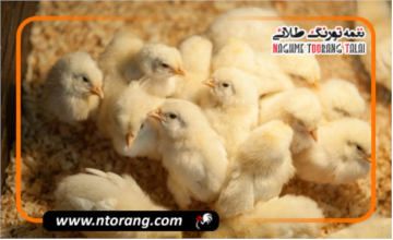 تولید ۳ میلیون تن مرغ، هدف نهایی برای سال جاری